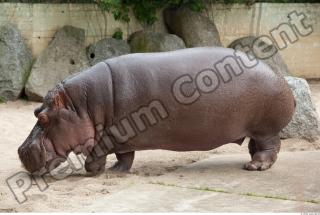 Hippo 0075